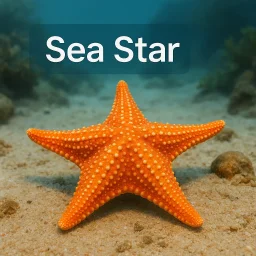 Sea Star