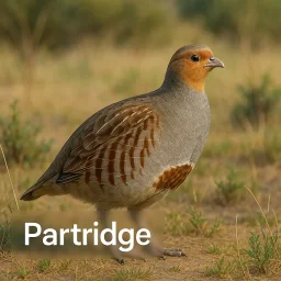 Partridge