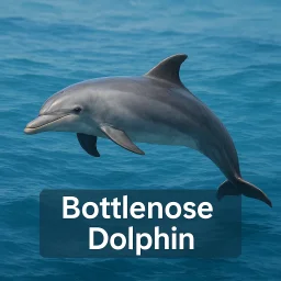 Bottlenose Dolphin