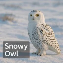 Snowy Owl