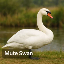 Mute Swan